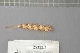Click for 1 image(s) for this accession. Spike